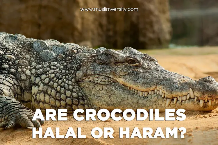 Are Crocodiles and Alligators Halal or Haram?