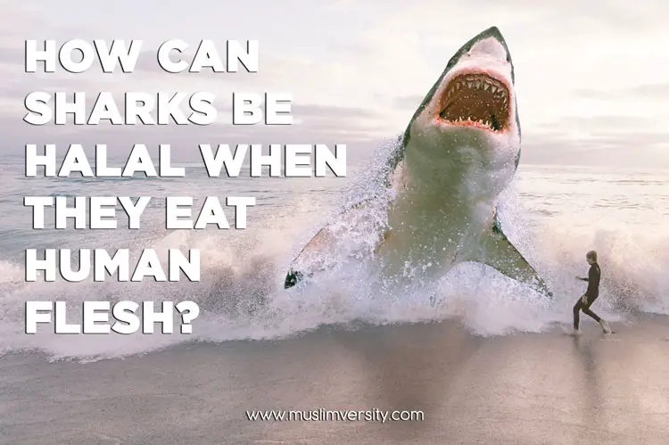 How can Sharks be Halal when they eat Human Flesh?