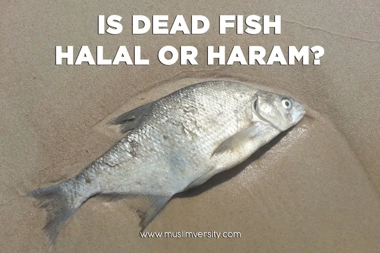 Is Dead Fish Halal or Haram?